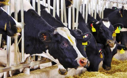 新疆富蕴县实施保险奶牛植入式电子耳标